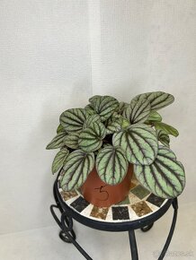 Peperomia Mystique - 10