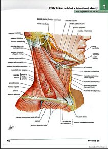 PDF - Netterov anatomický atlas človeka 6. vydanie SK - 10