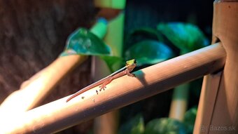 Phelsuma klemmeri - 10