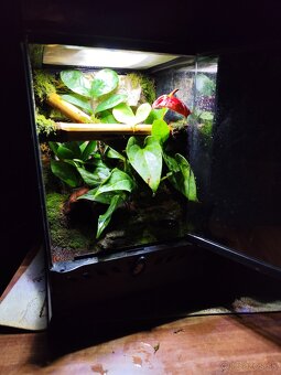 Terarium Exo terra - 10