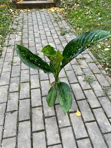 Dieffenbachia Crocodile - 10