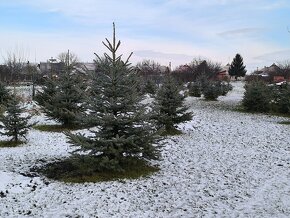 Smrek, ihličnatý stromček, smrek pichlavy - 10