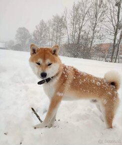 Shiba  inu s PP - 10