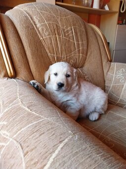 Zlatý (golden) retriever - šteniatka - 10