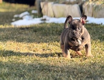 American Bully micro - 10