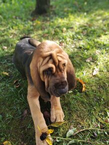 Bloodhound (Chien de Saint-Hubert) - 10