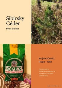 Sibírsky Céder / Pinus Sibirica - 10