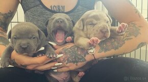 American bully xl - 10