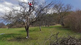 ošetrovanie záhrady a stromov, výruby - 10