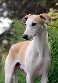 Vipet / Whippet - 10