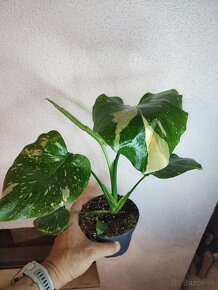 Monstera Thai Constellation - Thajka - 10