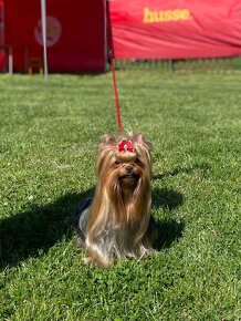 Yorkshire terrier, york - 10