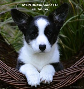 Welsh Corgi Cardigan FCI- krásná dívka - 10