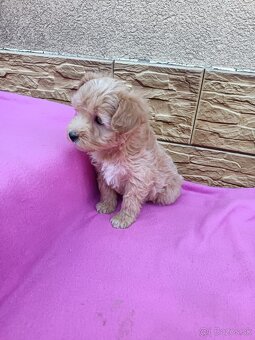 Maltipo,maltipoo mini - 10