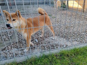 Shiba inu fenka s PP - 10