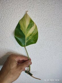 Monstera marmorata AUREA tricolor - odrezky aj zakorenene - 10