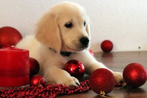 Zlatý retriever/ Golden retriever - 10