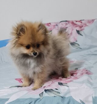 Pomeranian - 10