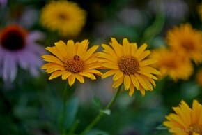 Helios 44-2 Belomo 58mm F2 M42 - 10