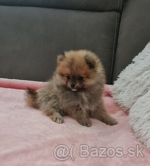 Pomeranian - 10