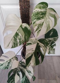 Monstera Albo - odrezky aj zakorenené...od 10€ - 10