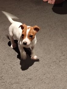 Jack Russell terier - 10