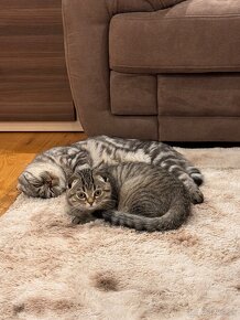 Scottish fold s PP, škótska klapouchá mačka - 10