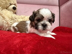 Shih-tzu s PP, Shih tzu, Shi tzu, si cu - 10