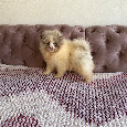 Pomeranian - 10