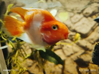 Lepisosteus platyrhincus albino red eye 20+cm - 10