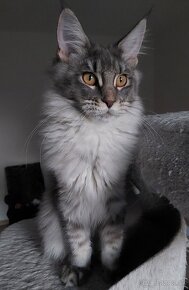 MAINE COON - mainská mývalia s PP - 10