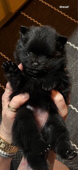 Mini pomeranian do 2,5 kg - 10