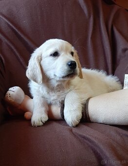 Zlatý (golden) retriever - šteniatka - 10