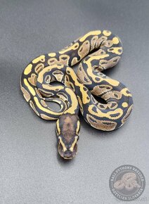 Python Regius  - Ball Python - 10