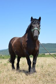 Kobyla na predaj - Švédsky Ardén - 10