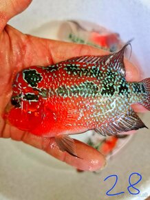 Flowerhorn Super red Dragon - 10