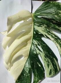 Monstera albo Variegata - odrezky aj ako darček - 10