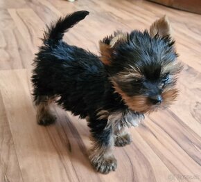 Yorkshire terrier - 10