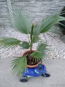 Washingtonia Robusta - rychlorastuca palma - 10