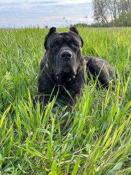 Vynimocne steniatka americky bandog s rodokmenom k rezerváci - 10