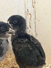 Kuriatka HODVÁBNIČKY, ARAUCANA, PADUAN - 10