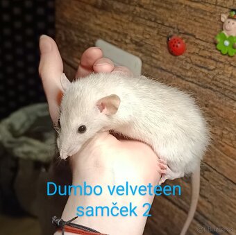 ❤ Dumbo, velveteen, rex potkaníky - 10