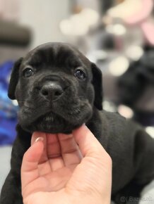 Cane corso FCI , VITA DA CAPO - 10