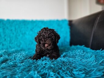 LAGOTTO ROMAGNOLO-brown, with super ped. FCI - 10