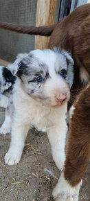 Dva krasne psiky border kolia  modre merle blue merle - 10