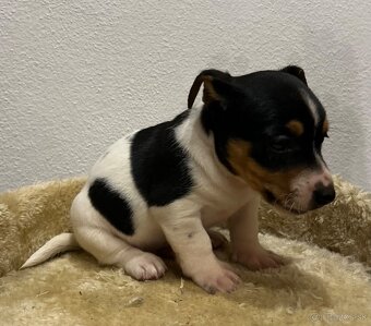 Jack russel terier - 10