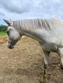 Ročná Appaloosa kobylka - 10