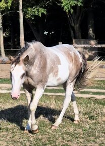 APH APHA PAINT HORSE ŽREBCE pripúšťanie - 10