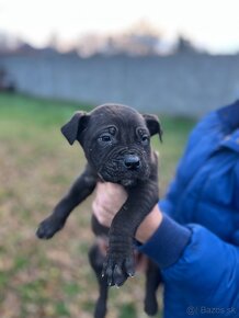 Americký bandog - 10