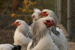 Brahma Kolumbiana a Holokrčky predak - 10